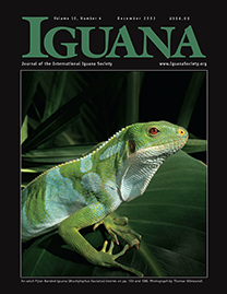 Black Page with green text reading Iguana. Color Photo depicts an adult Fijian Banded Iguana on a large leaf. It is smooth with small rounded spikes and has lime green scales with pale blue spots. It has distinctly long toes on its fore-legs.