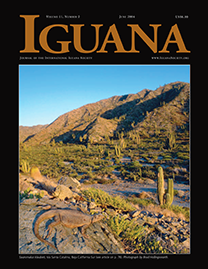 Black Page with dark yellow text reading Iguana. Color Photo depicts a Sauromalus klauberi on a rock in a desert on Isla Santa Catalina, Baja California Sur.