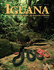 Color Photo with Golden yellow text reading Iguana. Photo depicts a Red-headed Kraits snake on a mossy rock in a lowland rainforest of southern Malaysia. It has a shiny green-black body with a striking crimson red head and tail.