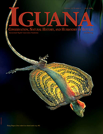 Color Photo with dark red text reading Iguana. Photo depicts a flying dragon lizard with membraneous arms outstretched in flight. He is green and yellow with concentric, semi-circle stripes on his “wings”.