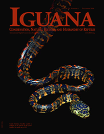 Color Photo with dark red text reading Iguana. Photo depicts a Crrok’s Treeboa suspended in darkness. It has pale green eyes and dark scales with stripes that burn from a bright yellow to a smoldering red.