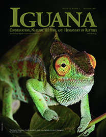 Color Photo with green text reading Iguana. Photo depicts a Panther Chameleon in Ankify, Madagascar. He has an array of greens, reds, blues, and orange-yellow patterning his scales.