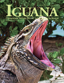 Color Photo with Lime green text reading Iguana. Photo depicts a Sister Isle Iguana in profile with its mouth open wide.