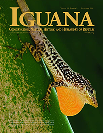 Color Photo with yellow text reading Iguana. Photo depicts a Dominican Anole clinging to the trunk of a plant. It has a striking citrus orange chin and mottled black patterns down its back.
