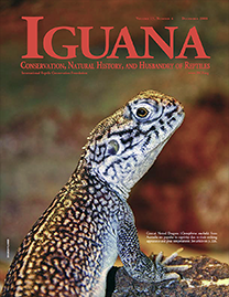 Color Photo with red text reading Iguana. Photo depicts a central Netted Dragon on a small red rock. It has cream colored scales with wiggly black patterning.