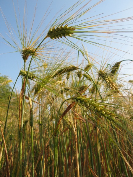 Barley (Hordeum vulgare L.) at Gatersleben, Germany.